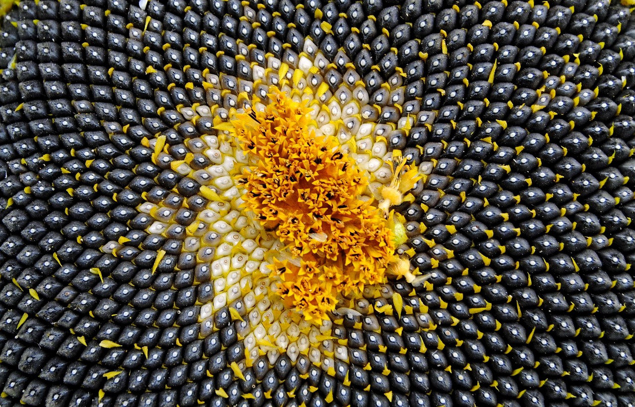 Why Are Heirloom Seeds Important for Eco-Friendly Farming?